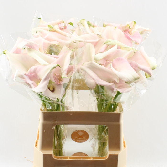 <h4>Zant Sweet Art Double</h4>