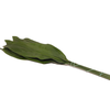 Aspidistra Vacuum 70 Cm X5