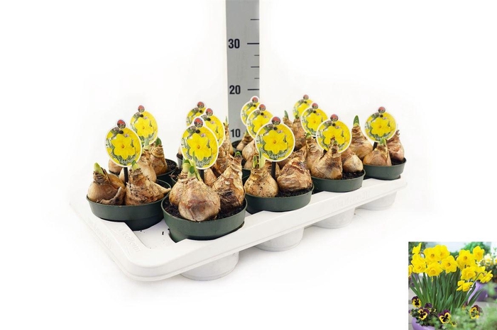 <h4>arr8 Narcis Lucky Number</h4>