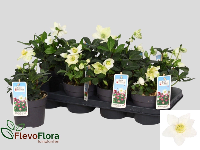 <h4>HELL NI ADVENT STAR</h4>