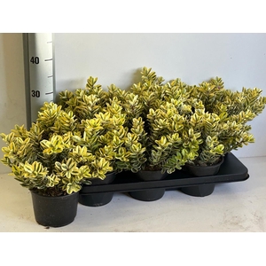 HEBE AND VARIEGATA