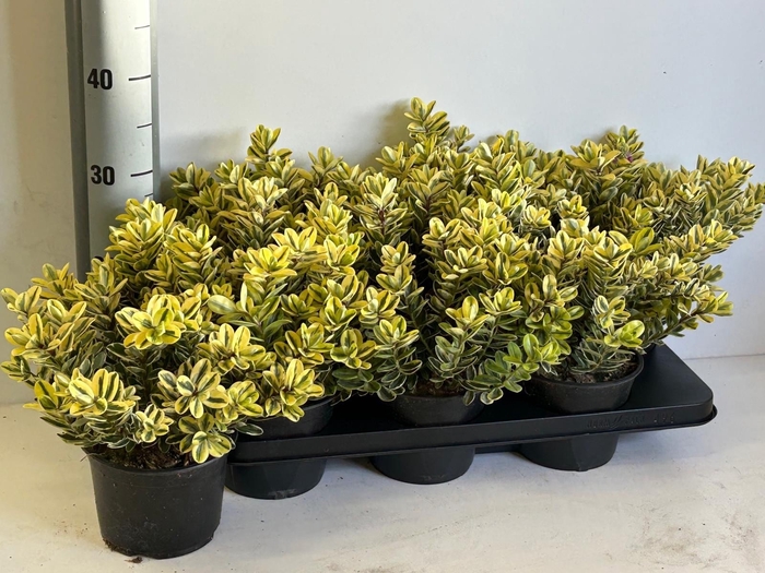 <h4>HEBE AND VARIEGATA</h4>