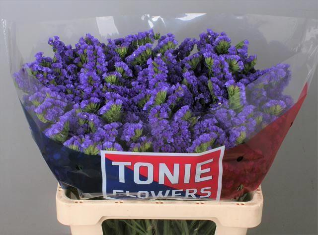 <h4>LIMONIUM SINUATUM 'CRYSTAL DK BLUE'</h4>
