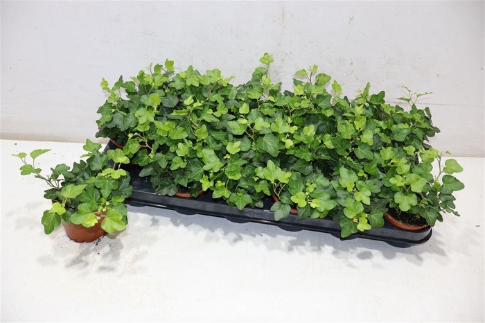 <h4>Hed He Wonder</h4>