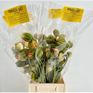 Papaver Poppy Bussana Mixed Extra