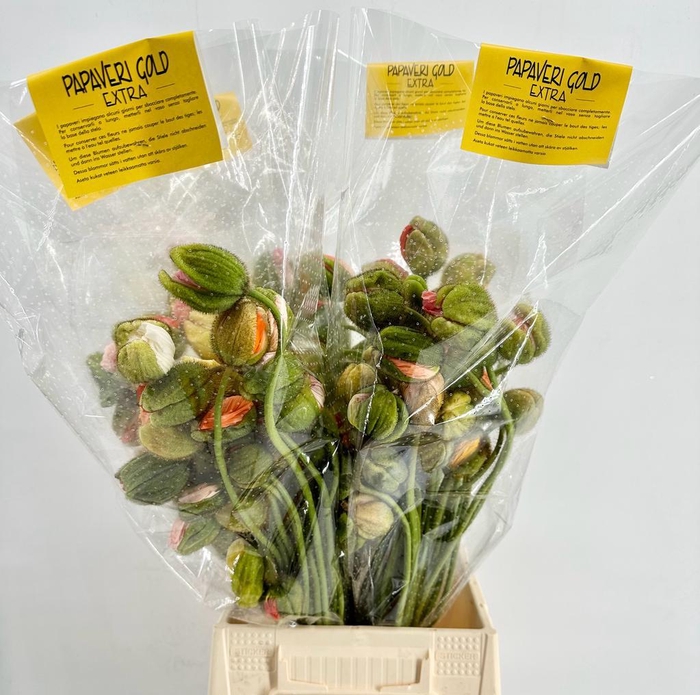 <h4>Papaver Poppy Bussana Mixed Extra</h4>