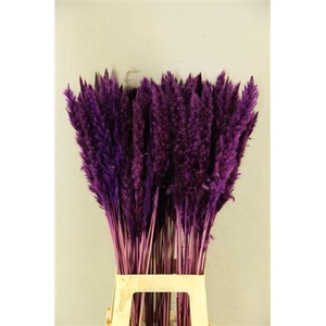 Df Pampas Silvy D.lilac
