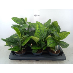 Epipremnum pinn. 'Marble Planet'