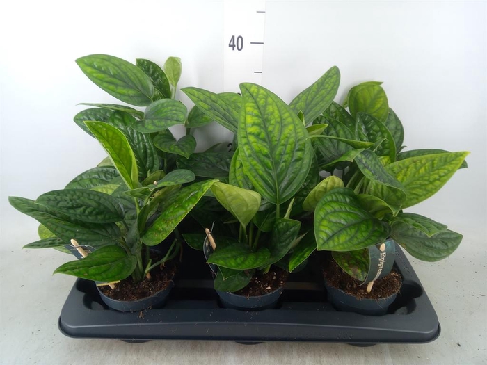 <h4>Epipremnum pinn. 'Marble Planet'</h4>