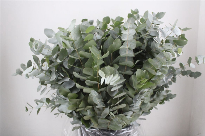 <h4>Euca Cinerea 400gr P Bunch</h4>