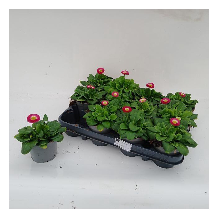 <h4>BELLIS PERENNIS</h4>