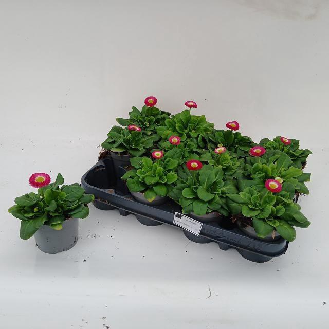 <h4>BELLIS PERENNIS</h4>