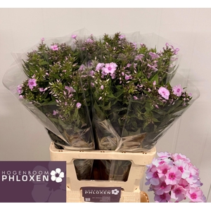 PHLOX P SWEET LEXY