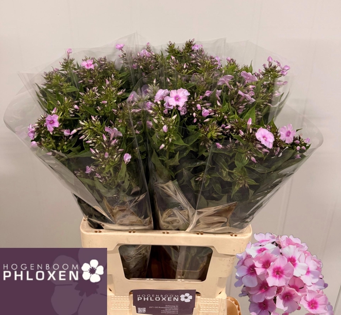 <h4>PHLOX P SWEET LEXY</h4>