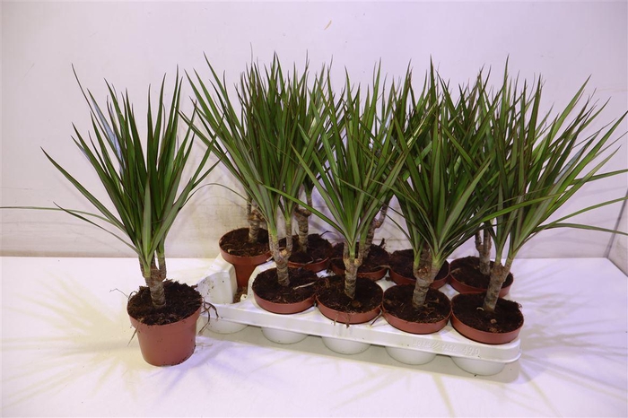 <h4>arr8 Dra Marginata</h4>