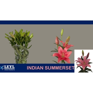 LI LA INDIAN SUMMERS