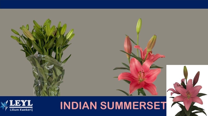 <h4>LI LA INDIAN SUMMERS</h4>