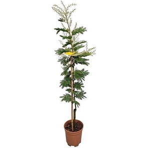 Acacia Mimosa Daelbata On Stick