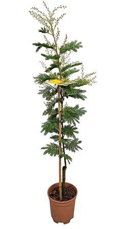 <h4>Acacia Mimosa Daelbata On Stick</h4>