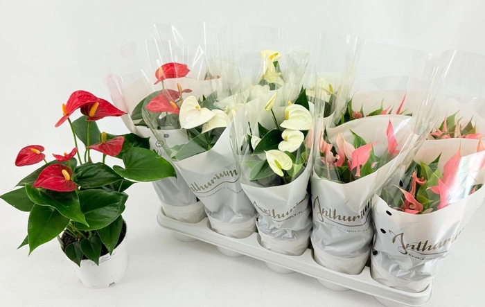 <h4>ANTHU AN GEM 3 KL</h4>