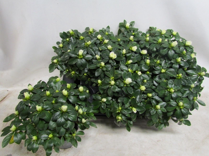 <h4>RHODO SI AIKO WHITE</h4>