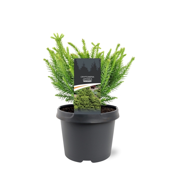 Cryptomeria japonica 'Dinger'
