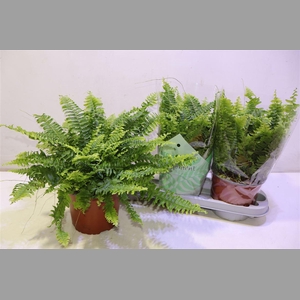 Nephr Ex Green Momen