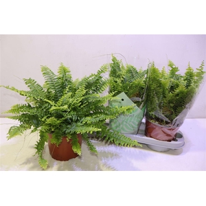 Nephr Ex Green Momen