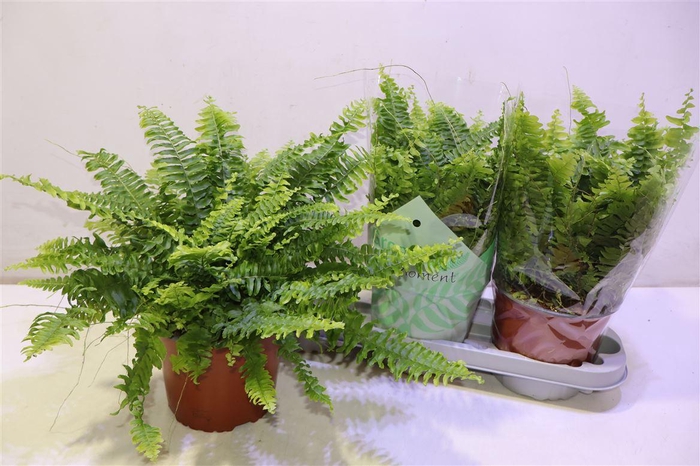 <h4>Nephr Ex Green Momen</h4>