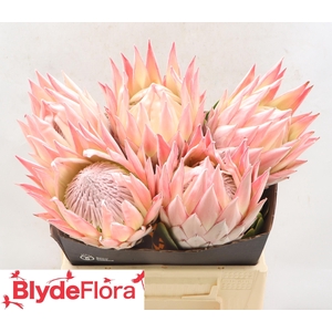 PROTEA CY LIZZIE