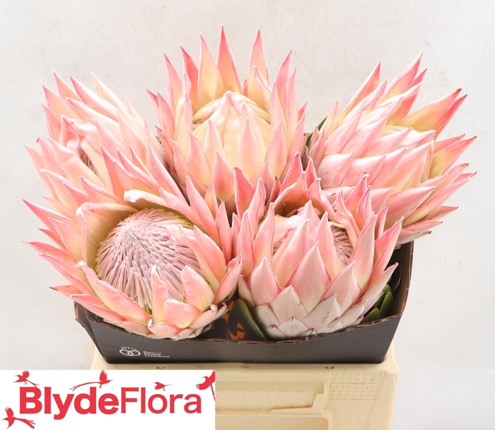 <h4>PROTEA CY LIZZIE</h4>
