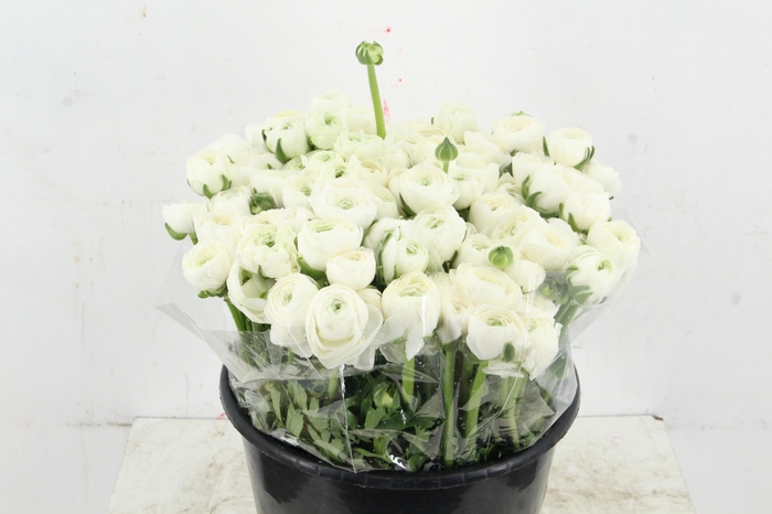 <h4>RAN ELEGANCE WHITE</h4>