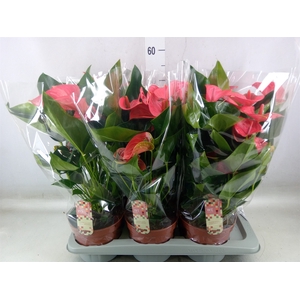 Anthurium andr. 'Melito'