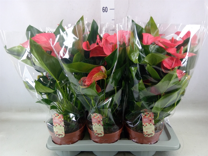 <h4>Anthurium andr. 'Melito'</h4>