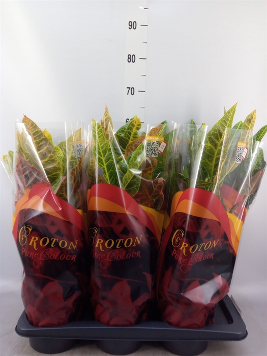<h4>Codiaeum var. GR 'Excellent'</h4>