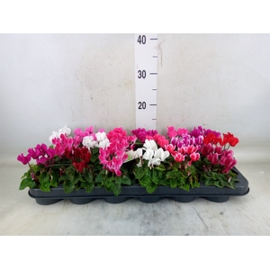 Cyclamen KL 'Micro'