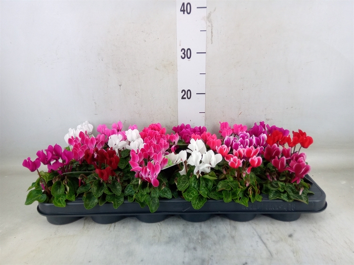 <h4>Cyclamen KL 'Micro'</h4>