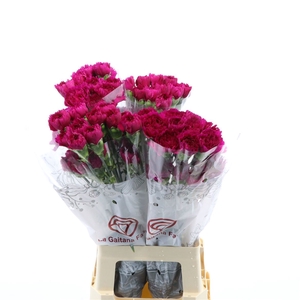 Dianthus St Farieta