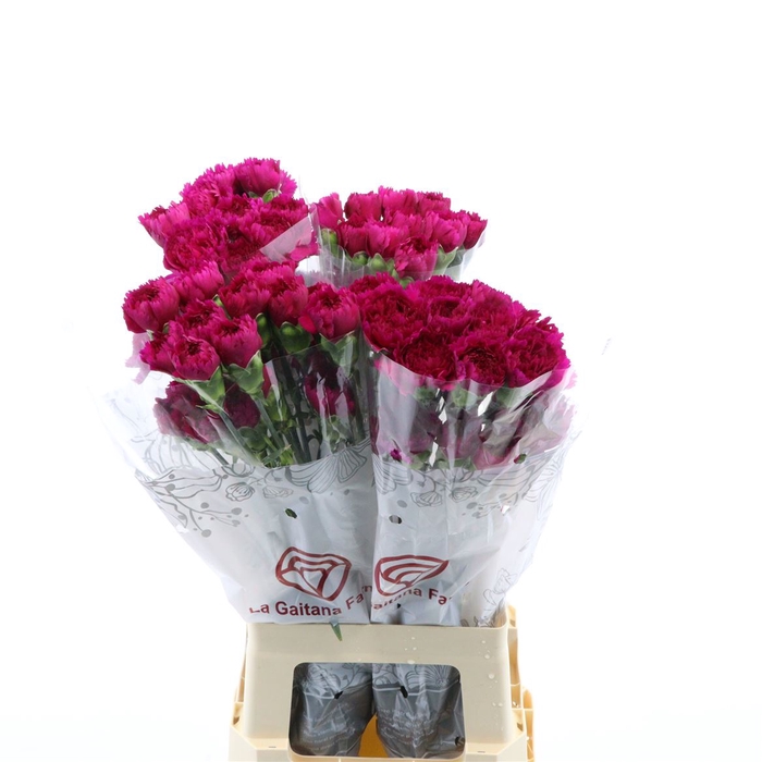 <h4>Dianthus St Farieta</h4>