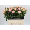 Paeonia Dinner Plate