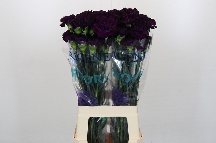 <h4>Dianthus St Florigene Moonvista</h4>