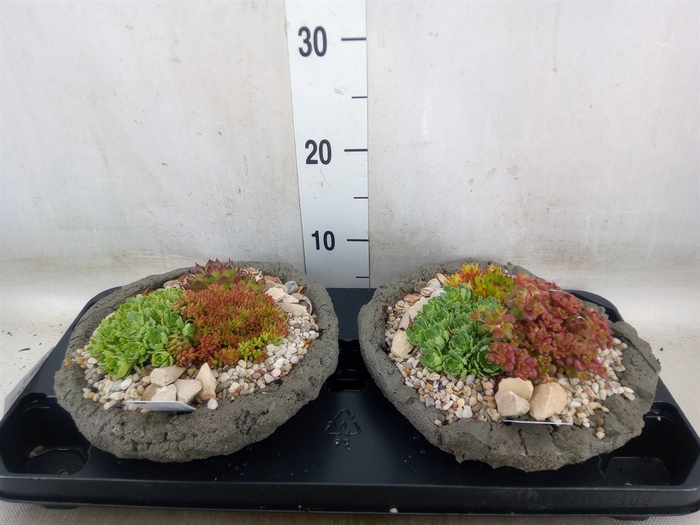 <h4>Arr.   Tuinplanten L%</h4>