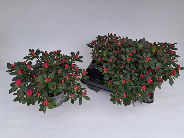 <h4>RHODO SI OV</h4>