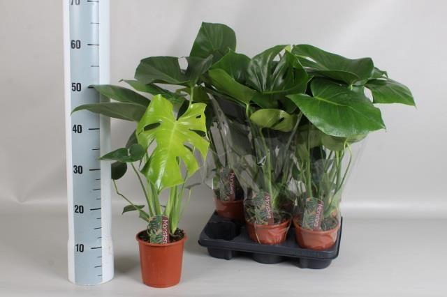 <h4>MONSTERA DELICIOSA</h4>