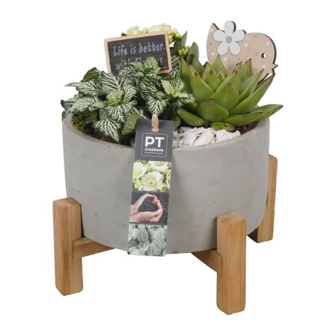 <h4>PTIB7520 Arrangementen kamerplanten</h4>