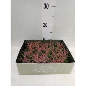 Tillandsia