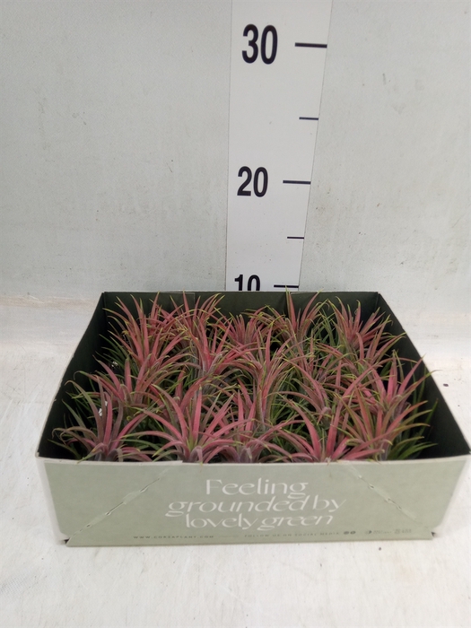 <h4>Tillandsia</h4>