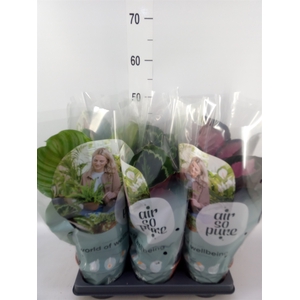 Calathea roseopicta   ...mix