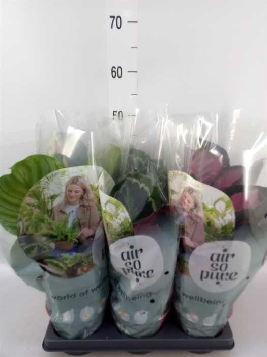 <h4>Calathea roseopicta   ...mix</h4>