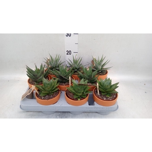 Aloe   ...mix